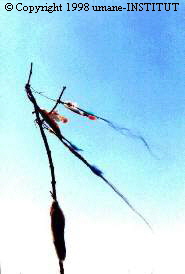 � Copyright 1998 umane-INSTITUT